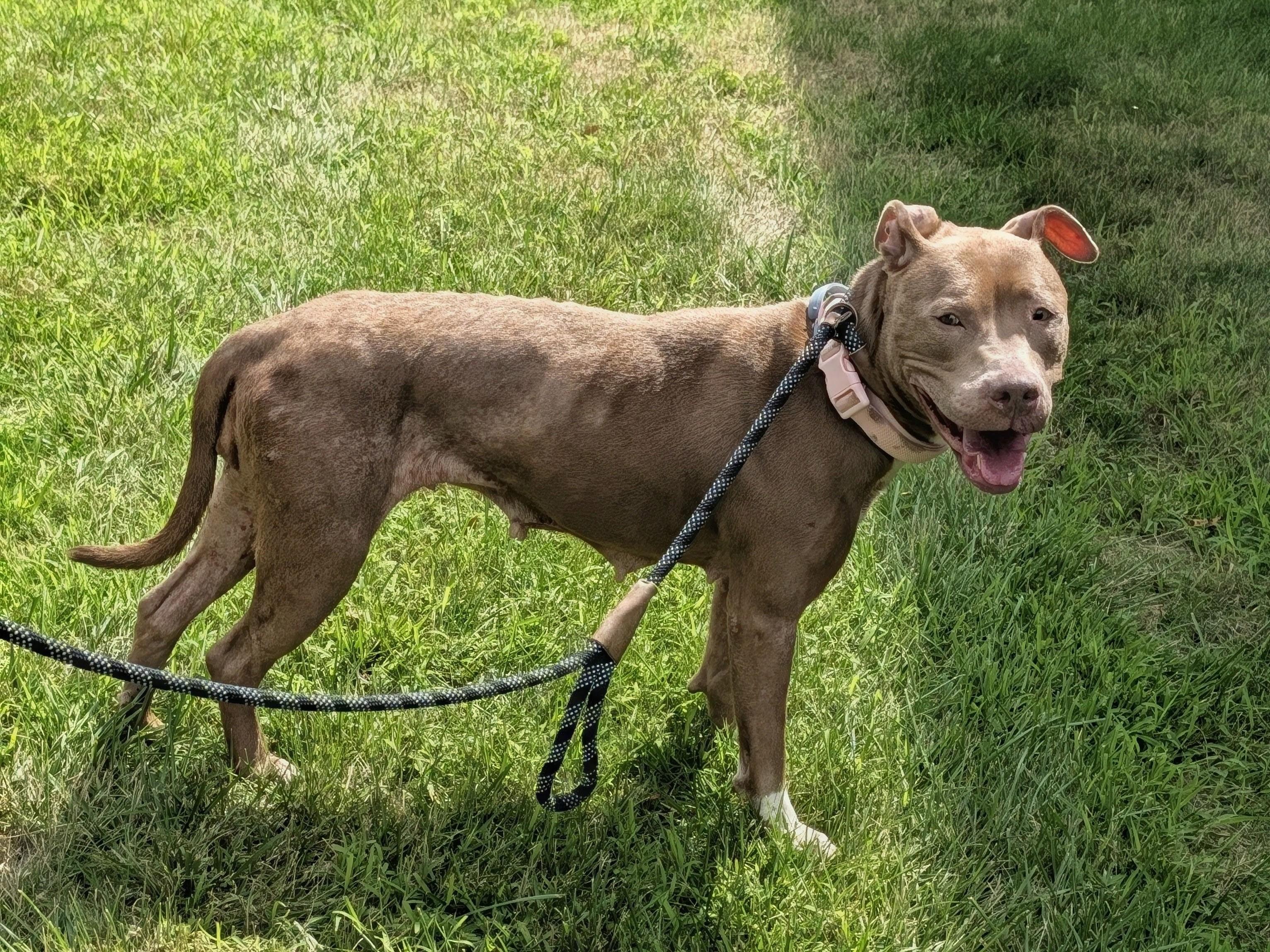Enlarge Flora, a Adoptable mixed breed in Buffalo, NY image 3/6