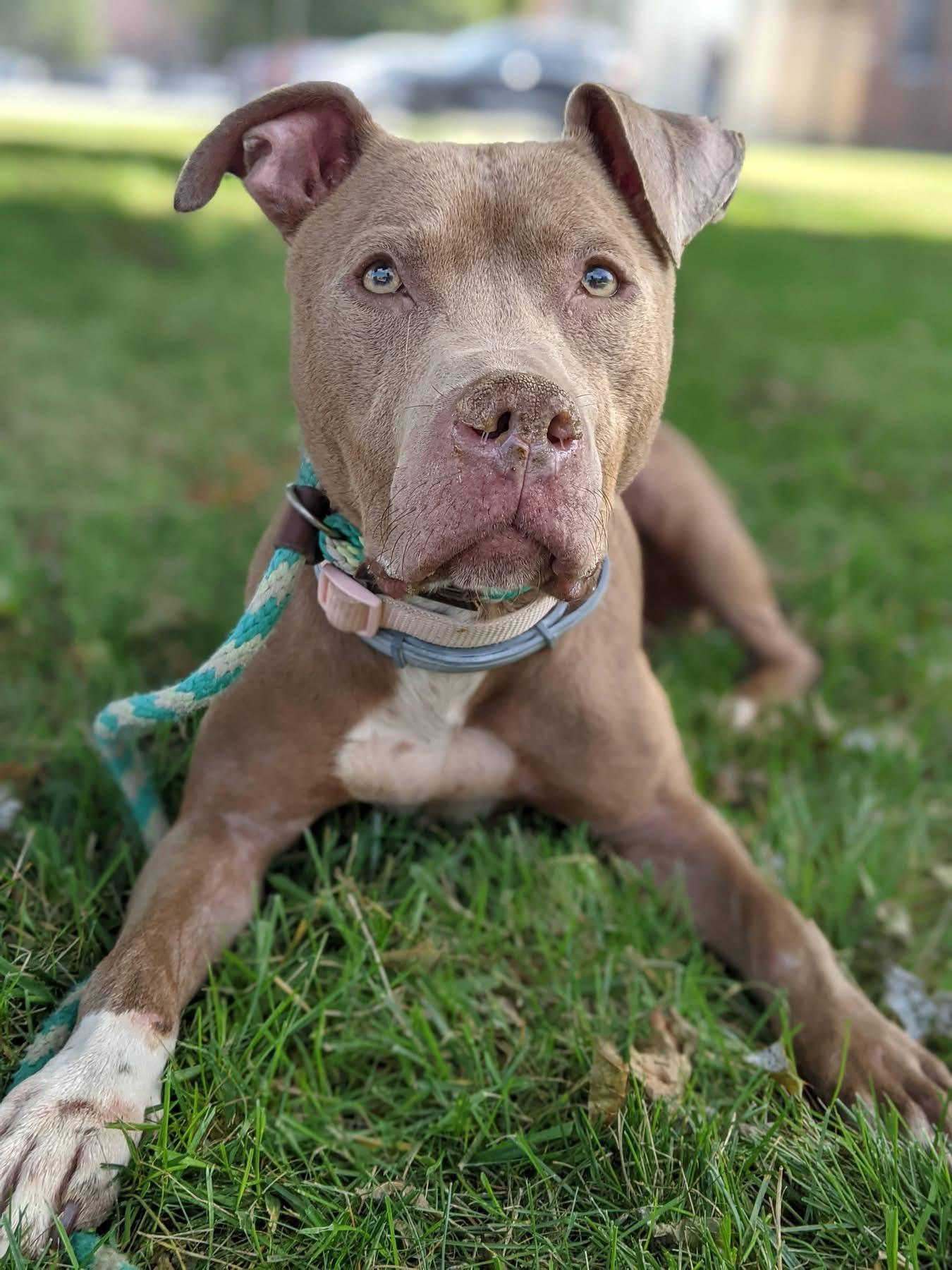 Flora, Adoptable, Young Female Pit Bull Terrier.