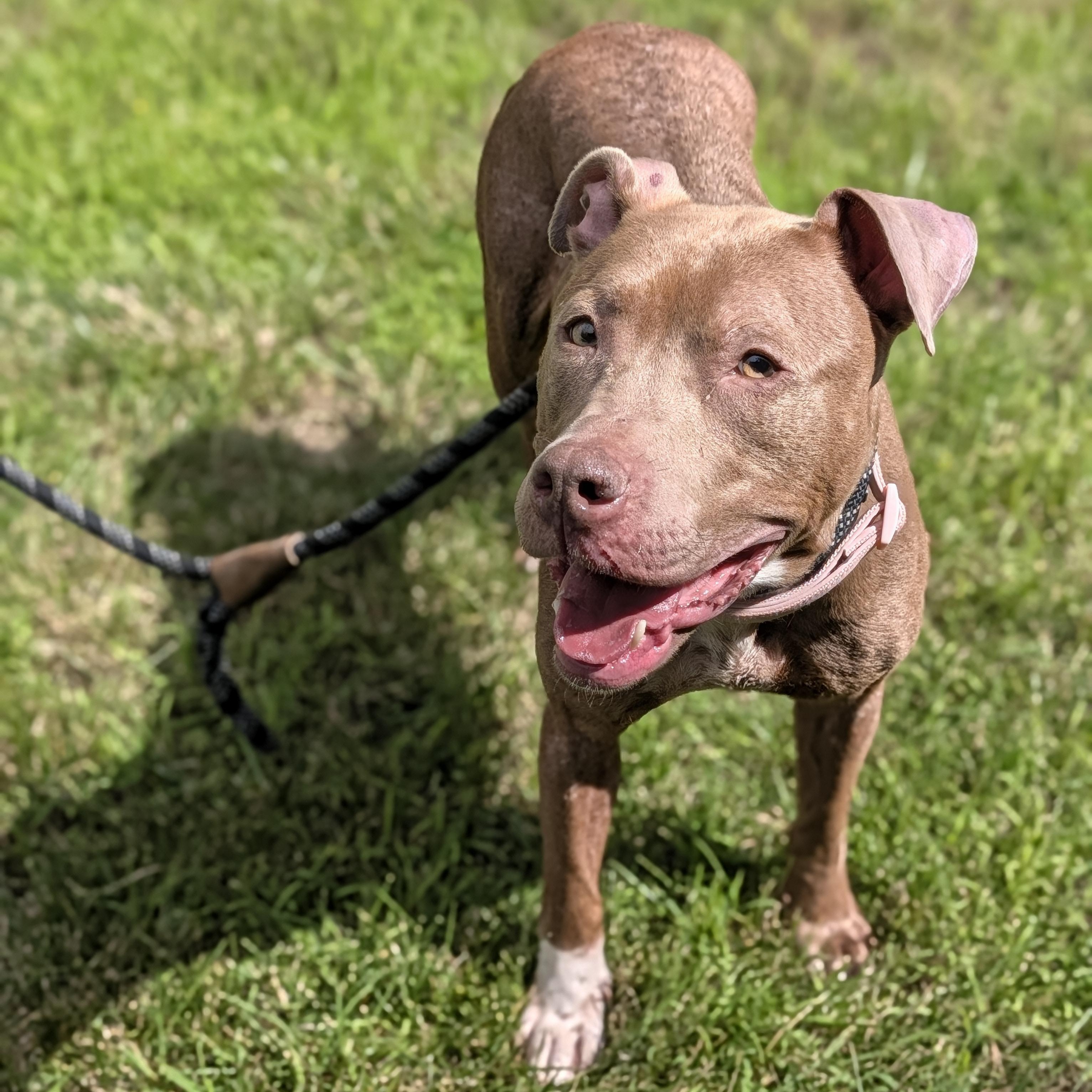 Enlarge Flora, a Adoptable mixed breed in Buffalo, NY image 4/6