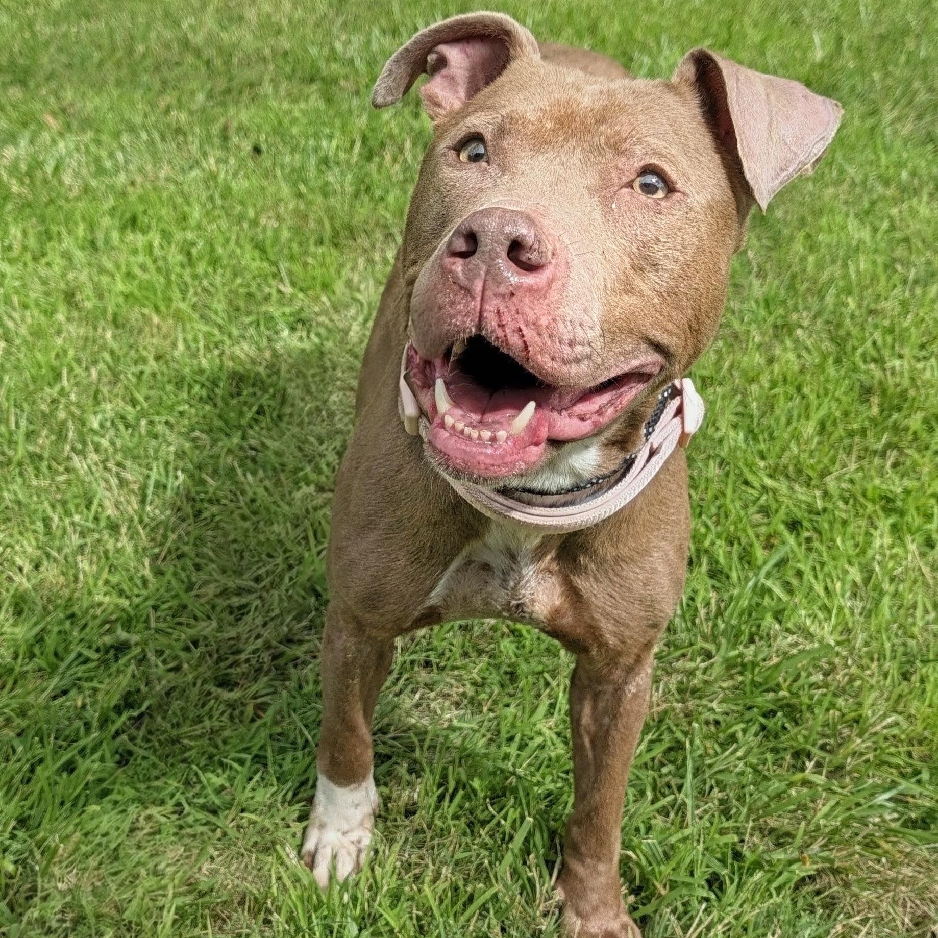 Enlarge Flora, a Adoptable mixed breed in Buffalo, NY image 2/6