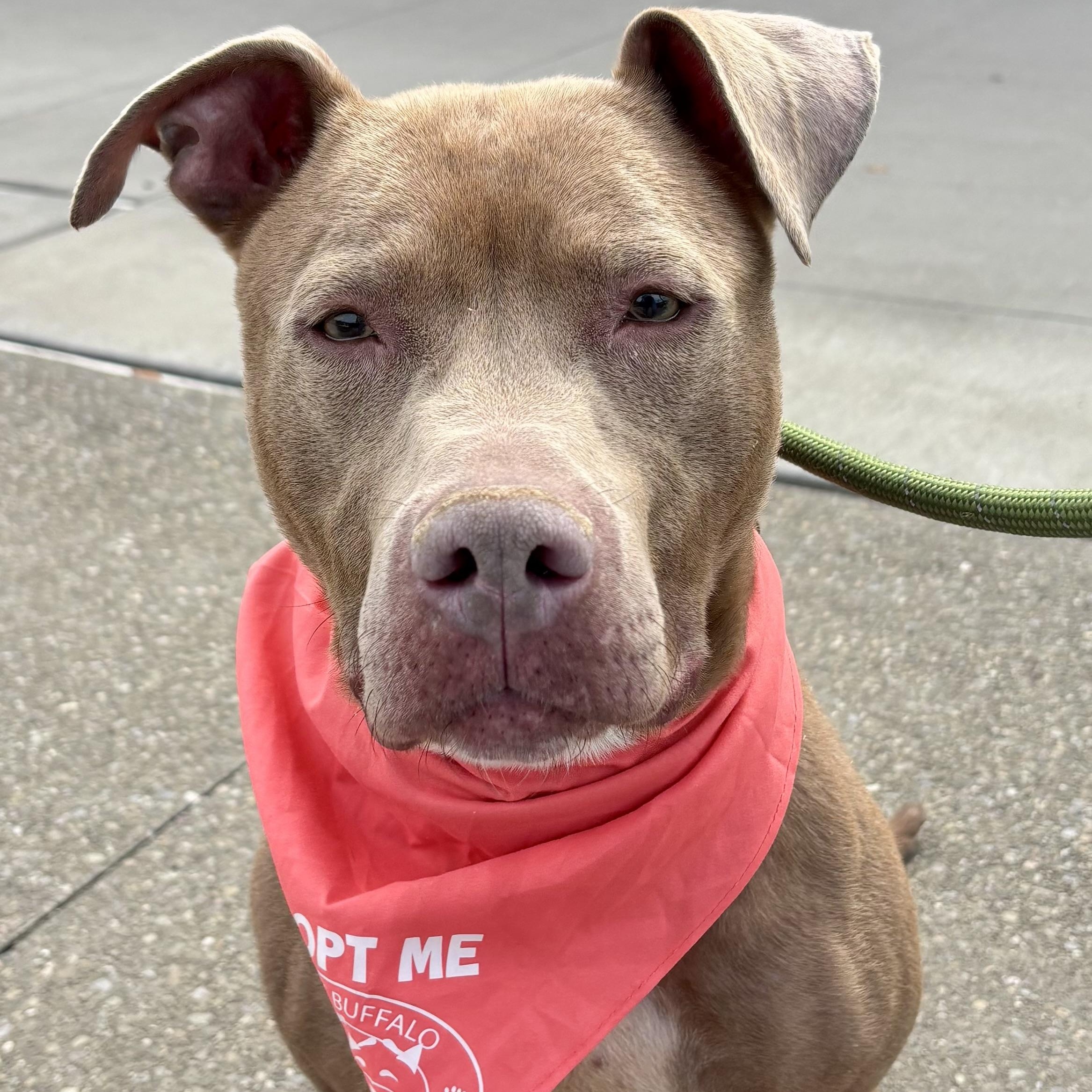 Flora, Adopted, Young Female Pit Bull Terrier.