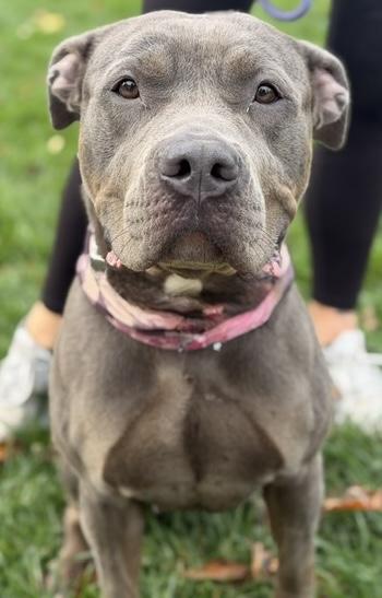 Enlarge Flora, a Adopted mixed breed in Buffalo, NY image 6/6
