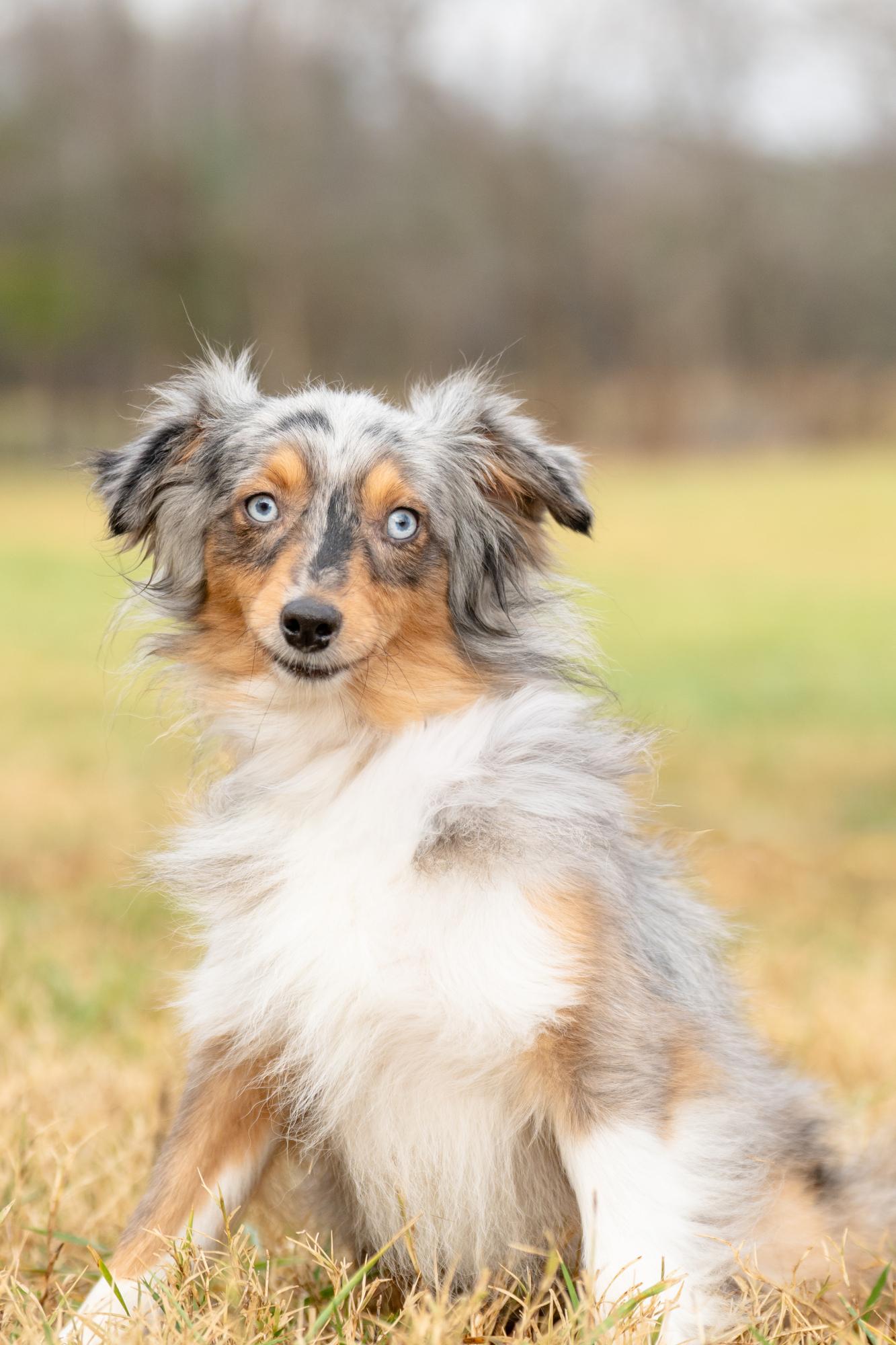 Enlarge Jet, an adopted mixed breed in Louisa, VA image 4/4