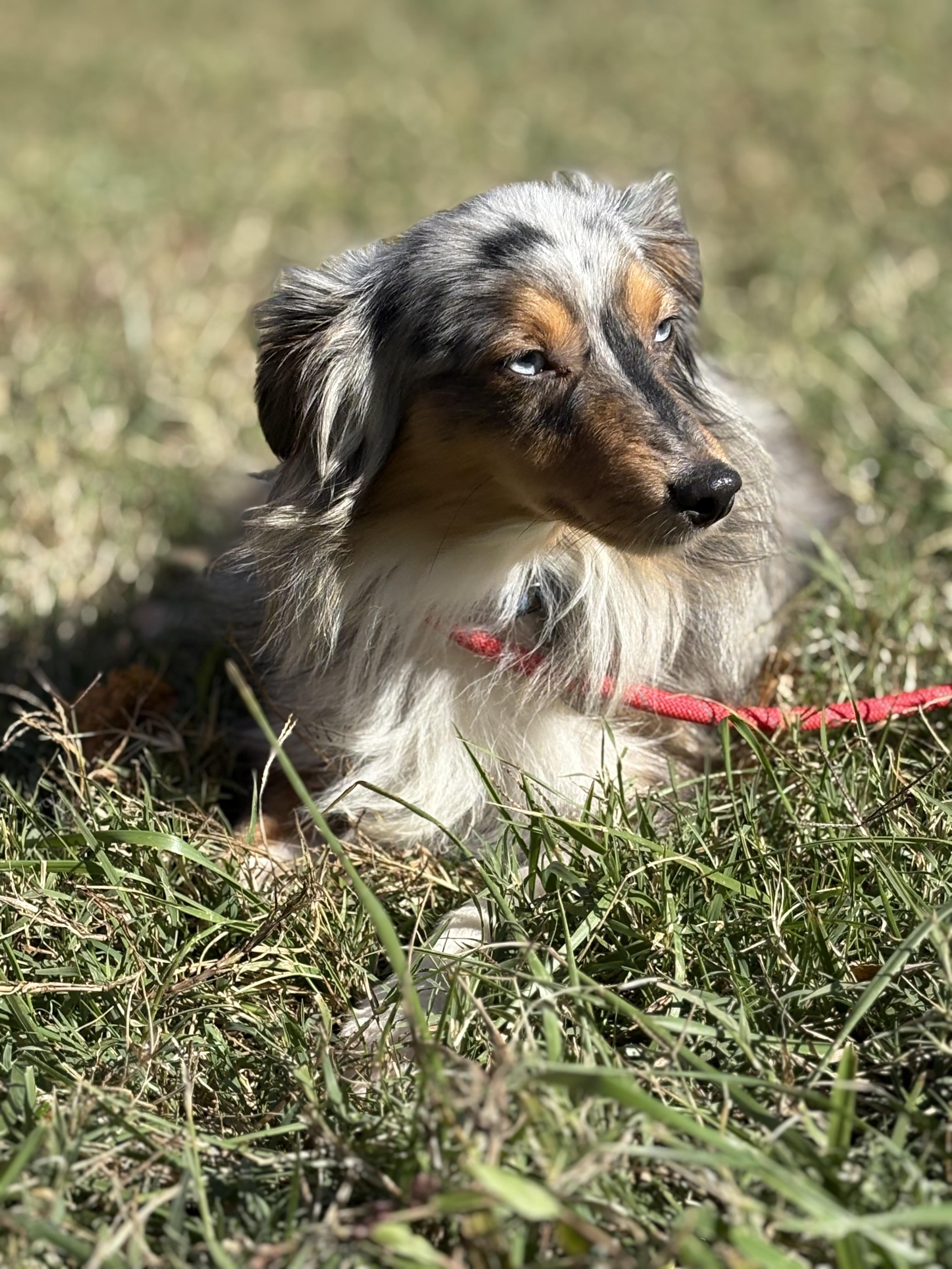 Enlarge Jet, a Adoptable mixed breed in Louisa, VA image 2/5
