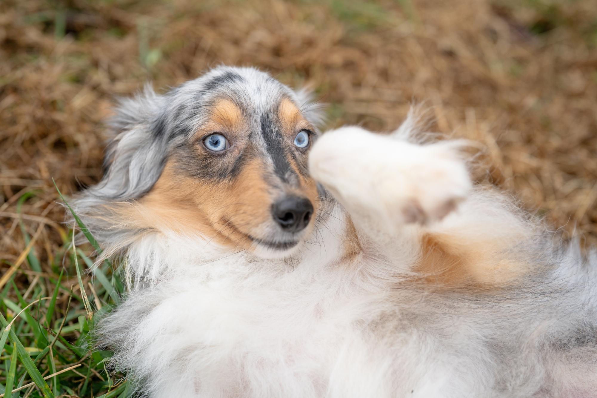 Enlarge Jet, an adopted mixed breed in Louisa, VA image 2/4