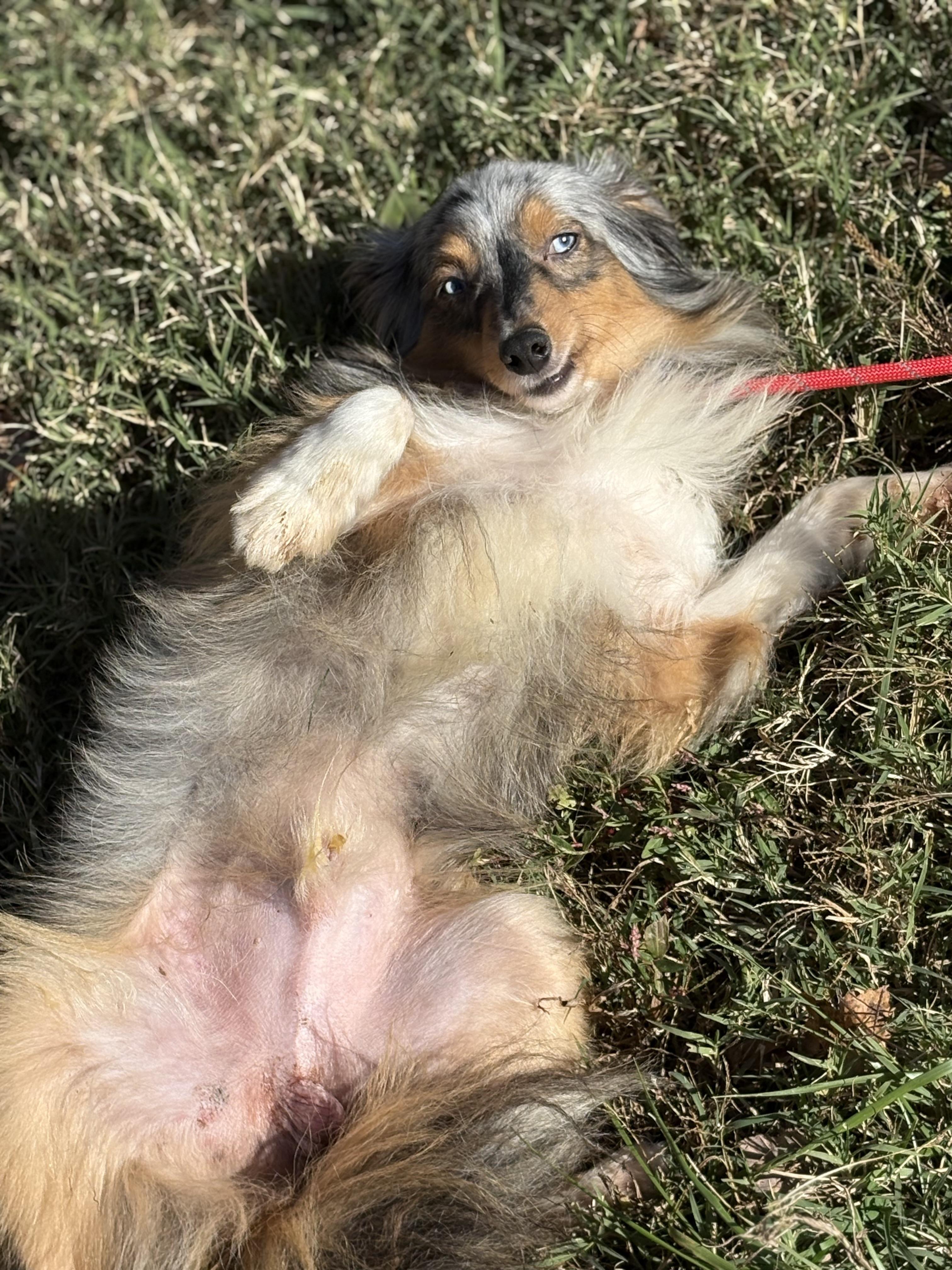 Enlarge Jet, a Adoptable mixed breed in Louisa, VA image 3/5