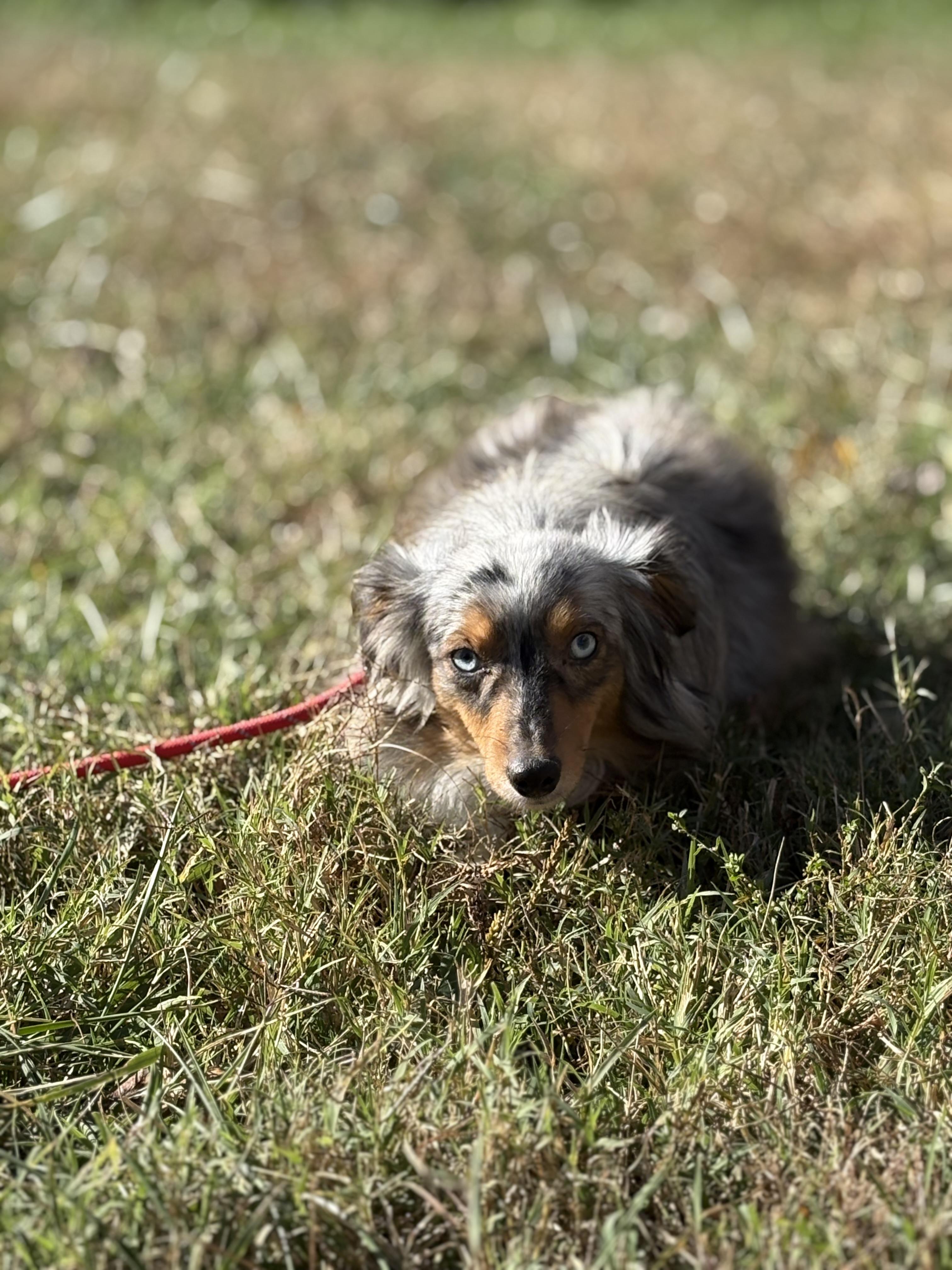 Enlarge Jet, a Adoptable mixed breed in Louisa, VA image 4/5