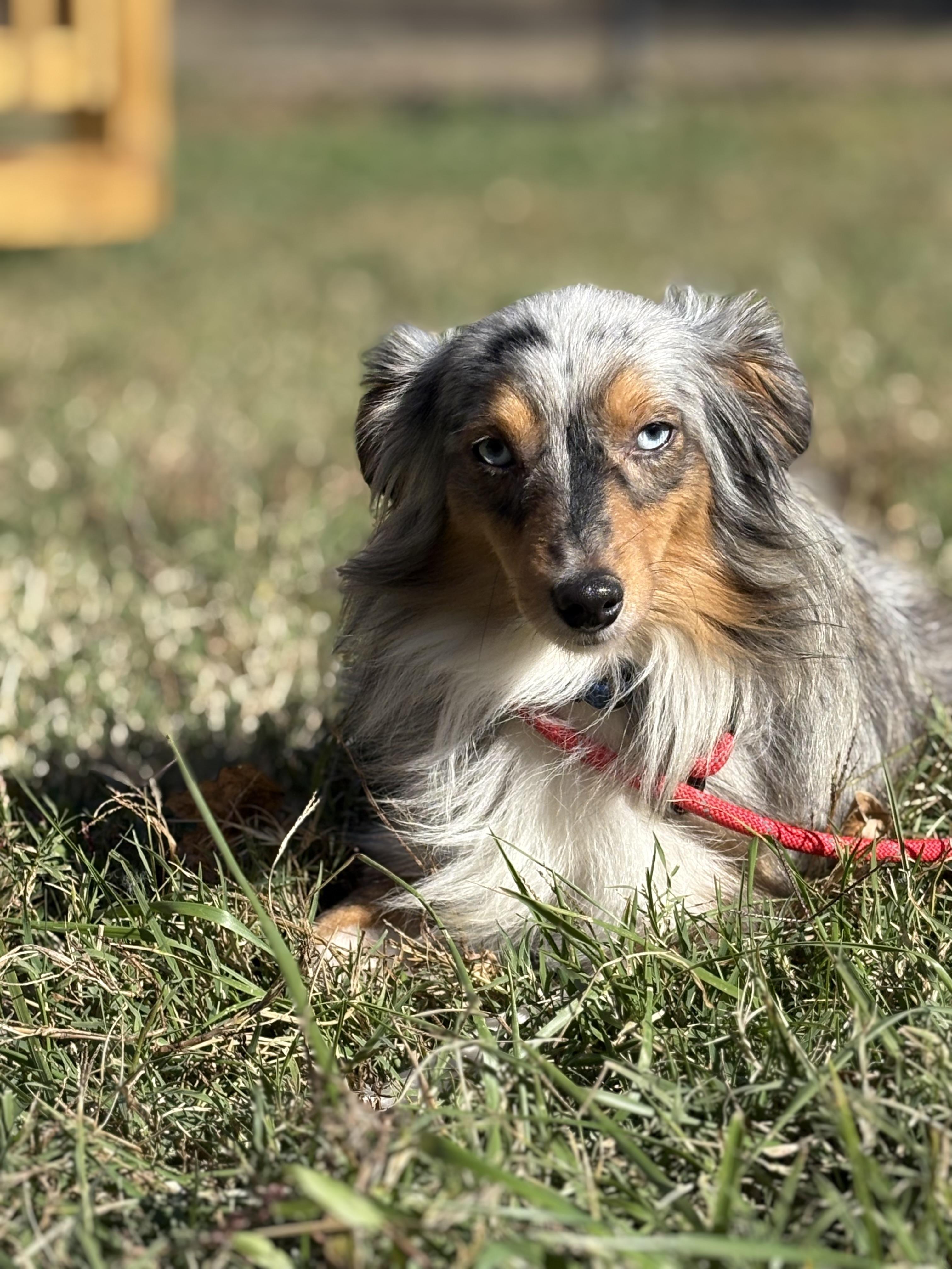 Enlarge Jet, a Adoptable mixed breed in Louisa, VA image 1/5