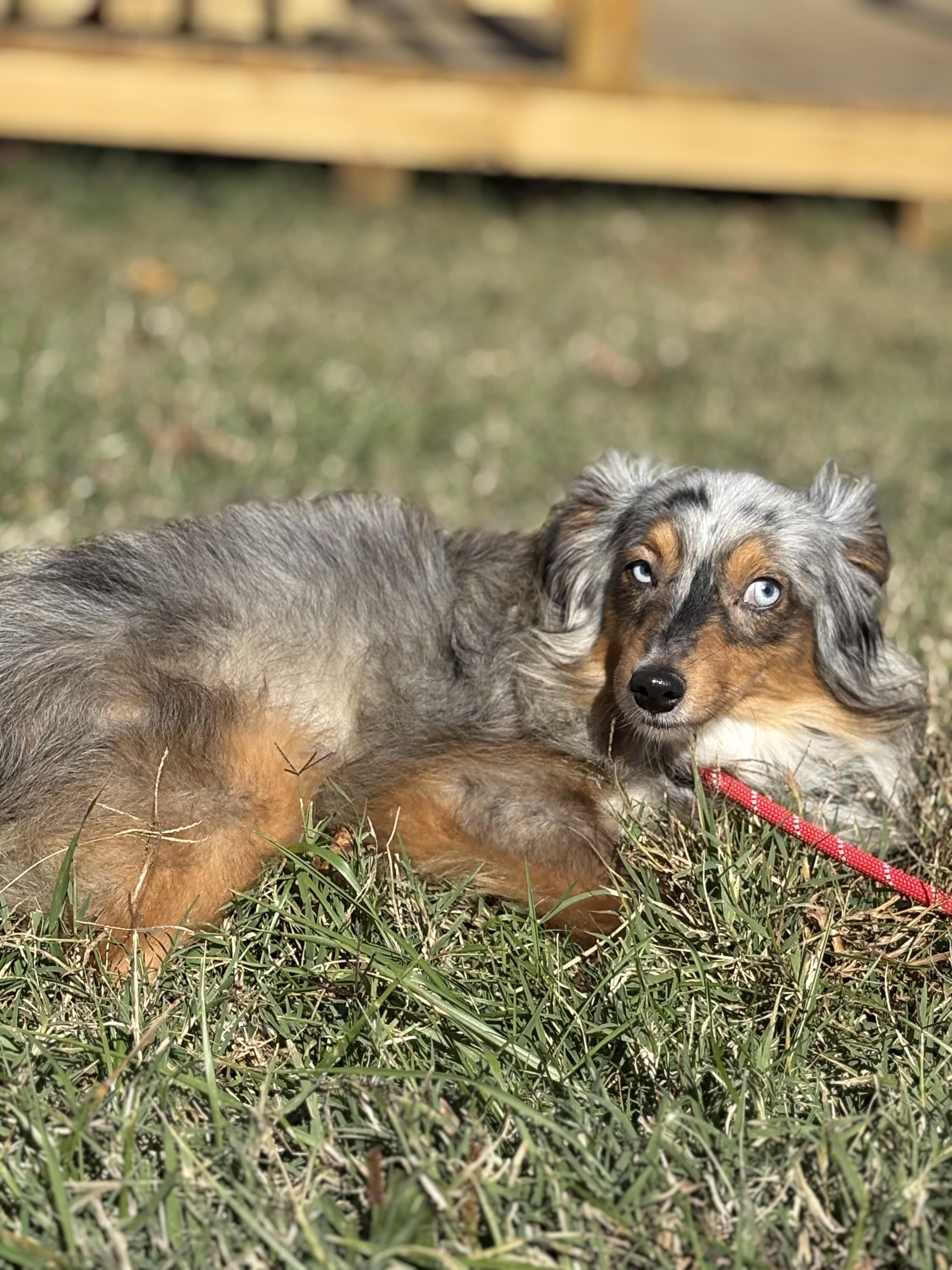 Enlarge Jet, a Adoptable mixed breed in Louisa, VA image 5/5
