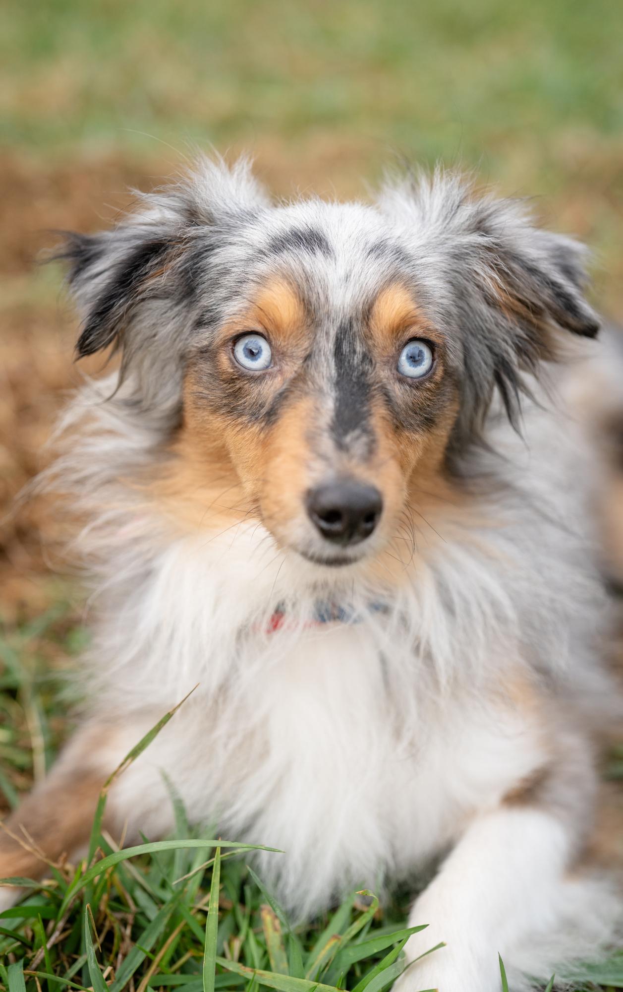 Jet, adopted, Young Male Australian Shepherd.