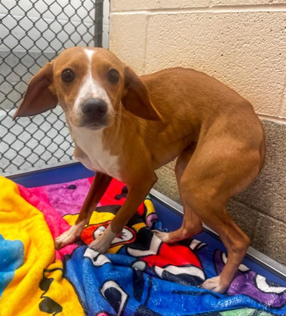 JET, Adoptable, Young Female Cocker Spaniel & Chihuahua.