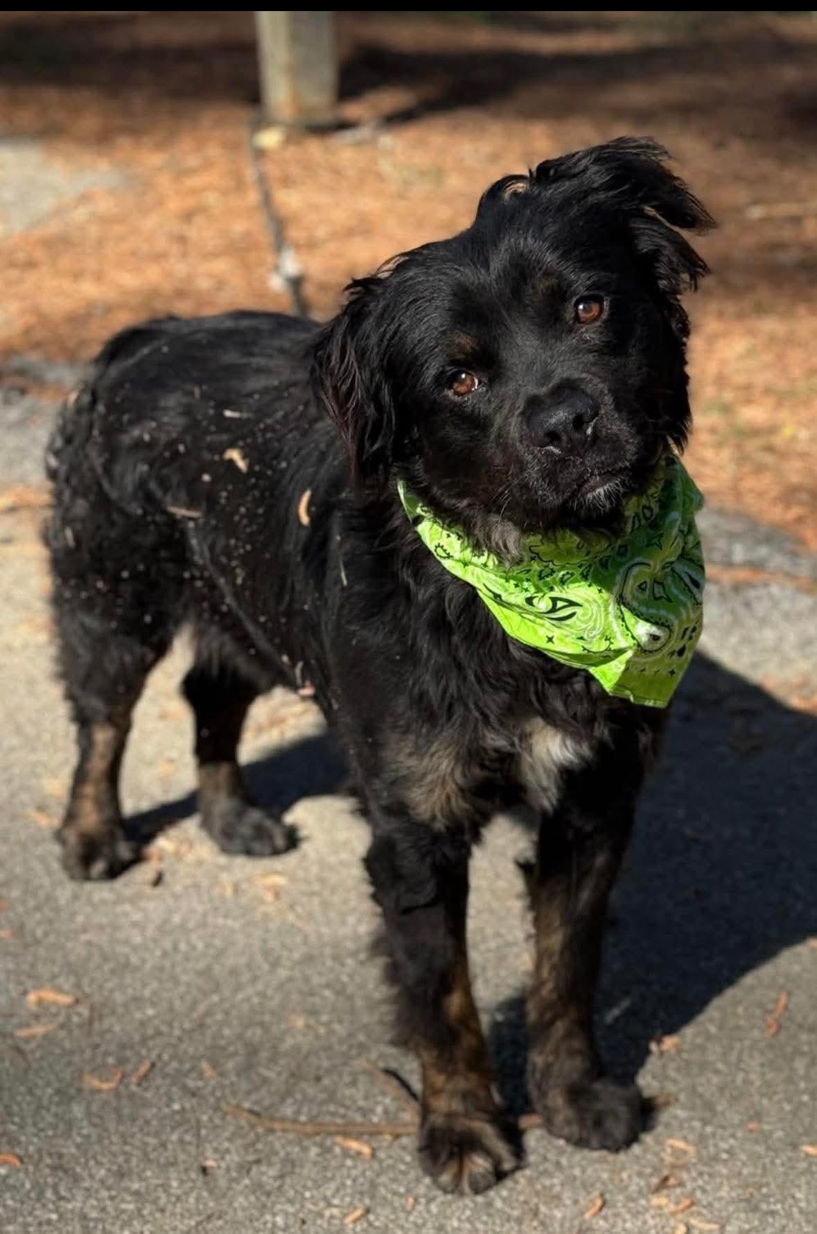 Simon, ADOPTABLE, Adult Male Mixed Breed.