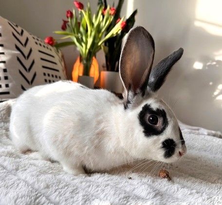 Porter & Poppy, Adoptable, Adult Male Californian.