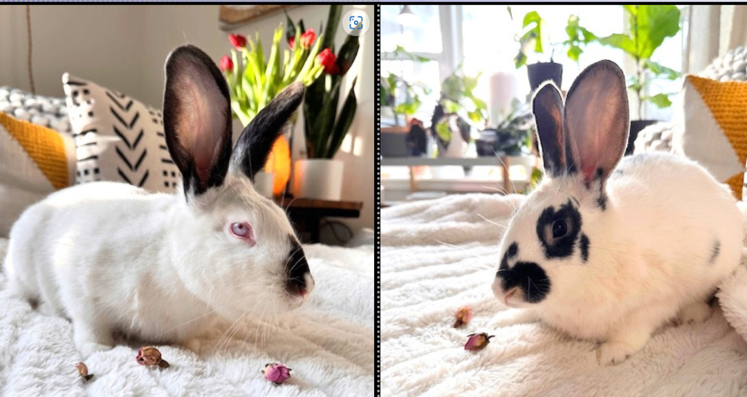 Enlarge Porter & Poppy, a Adoptable Californian in Utica, NY image 2/4