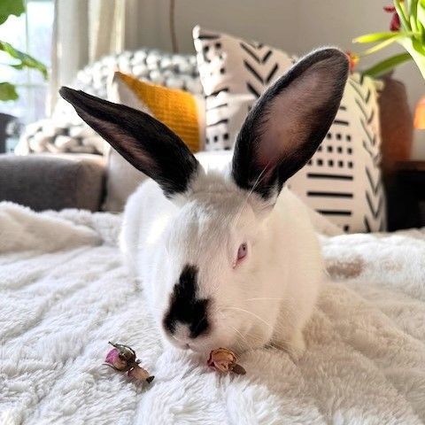 Enlarge Porter & Poppy, a Adoptable Californian in Utica, NY image 3/4