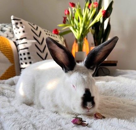 Enlarge Porter & Poppy, a Adoptable Californian in Utica, NY image 4/4