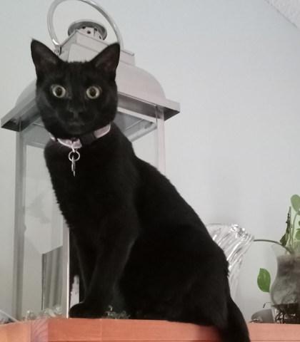 Tara  `A PRIORITY PET`, Adoptable, Kitten Female Domestic Short Hair & Domestic Short Hair.