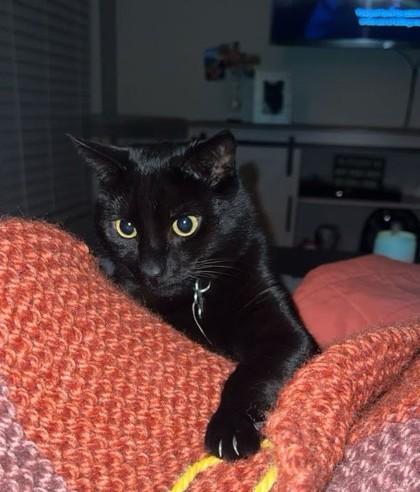 Tara  `A PRIORITY PET`, Adoptable, Kitten Female Domestic Short Hair & Domestic Short Hair.