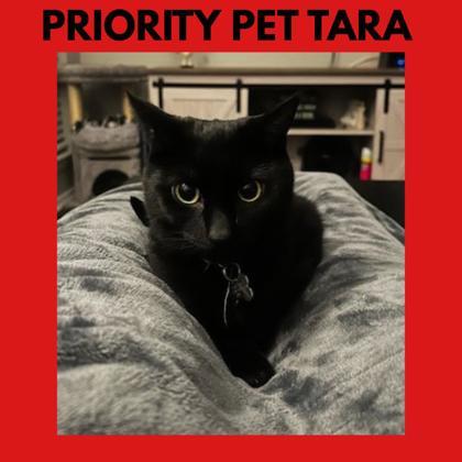 Tara  `A PRIORITY PET`, Adoptable, Kitten Female Domestic Short Hair & Domestic Short Hair.