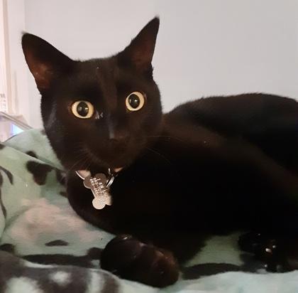 Enlarge Tara  `A PRIORITY PET`, a Adoptable Domestic Short Hair in Columbia, SC image 2/3