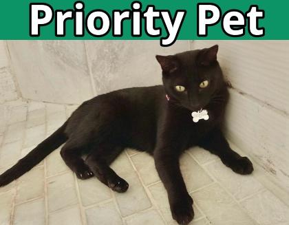 Tara `A PRIORITY PET`, a Adoptable Domestic Short Hair in Columbia, SC image 2/3