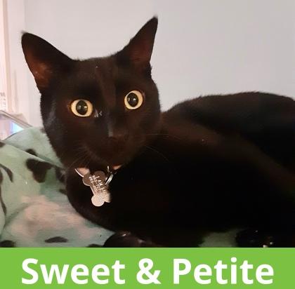 Tara `A PRIORITY PET`, a Adoptable Domestic Short Hair in Columbia, SC image 3/3