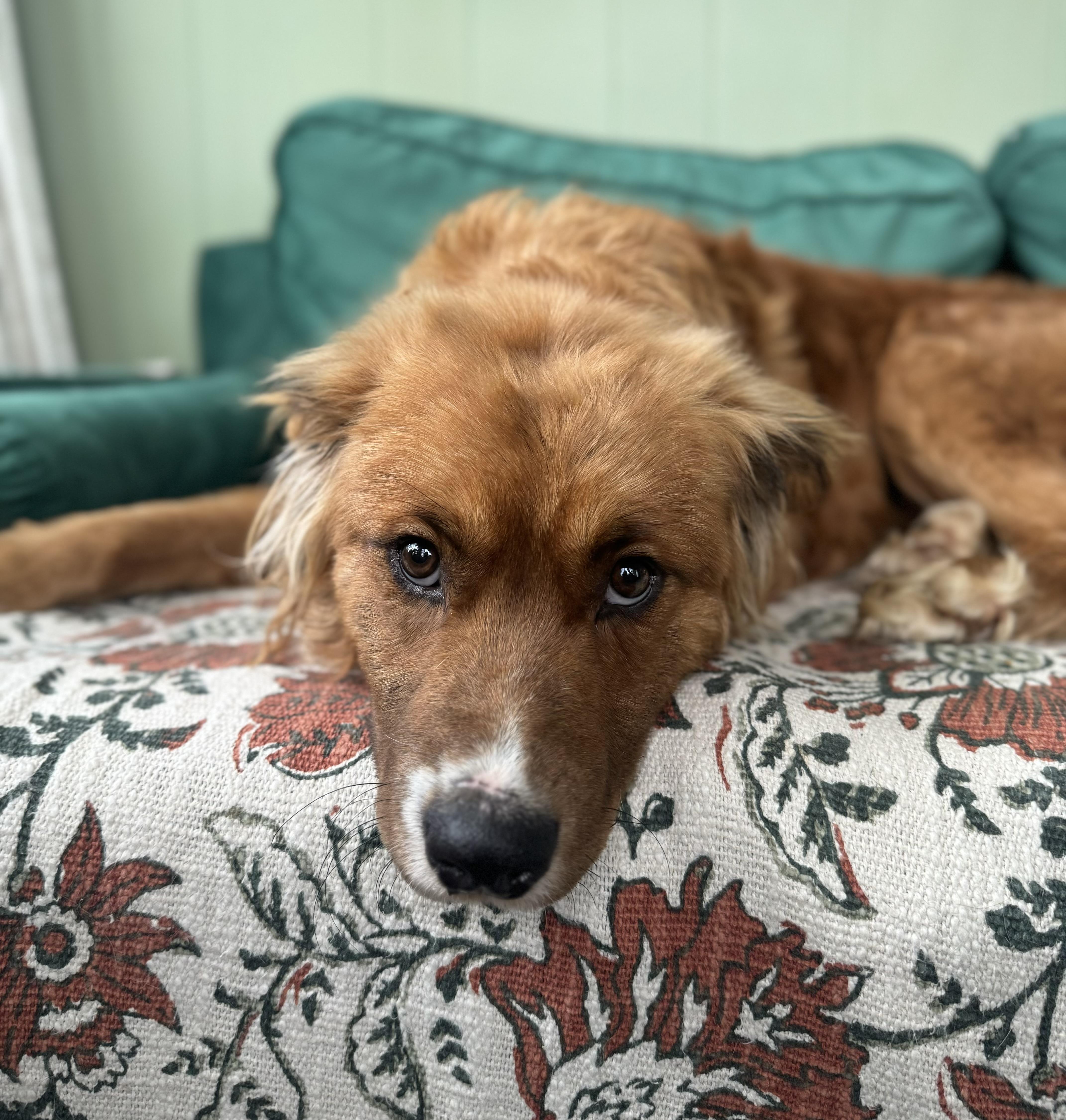 Enlarge Auggie, an adopted mixed breed in China Township, MI image 5/6