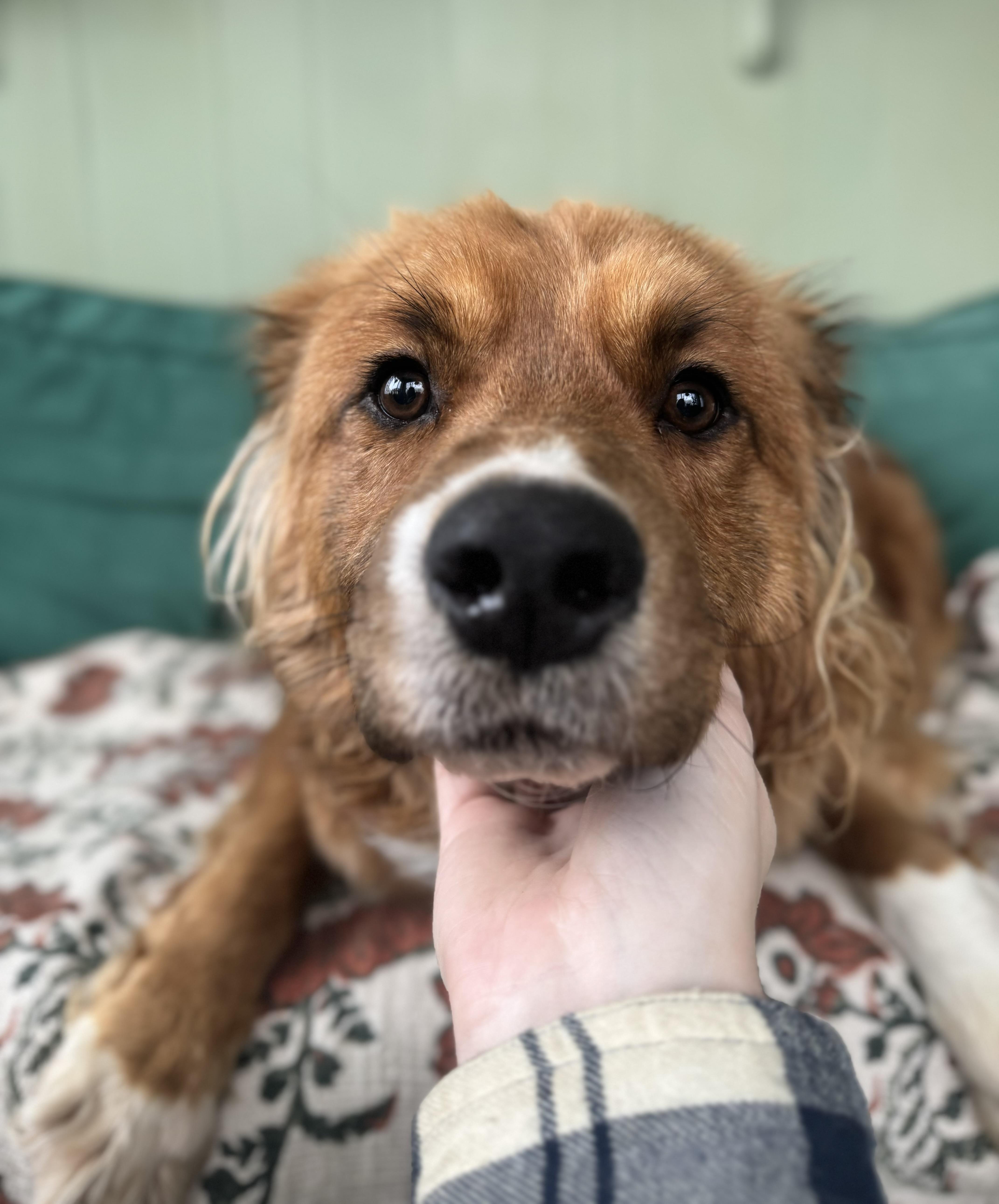 Enlarge Auggie, an adopted mixed breed in China Township, MI image 6/6