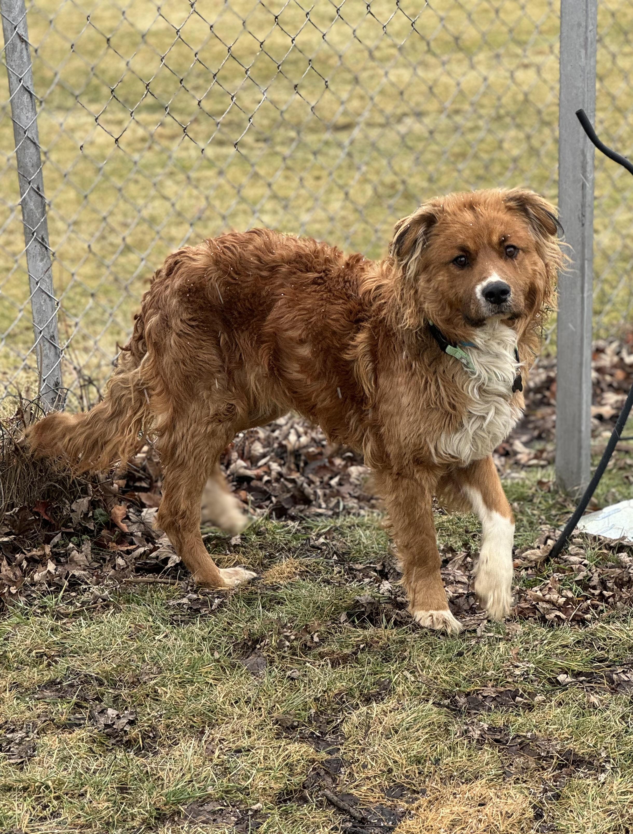 Enlarge Auggie, an adopted mixed breed in China Township, MI image 4/6
