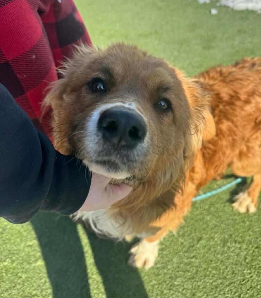 Enlarge Auggie, an adopted mixed breed in China Township, MI image 2/6