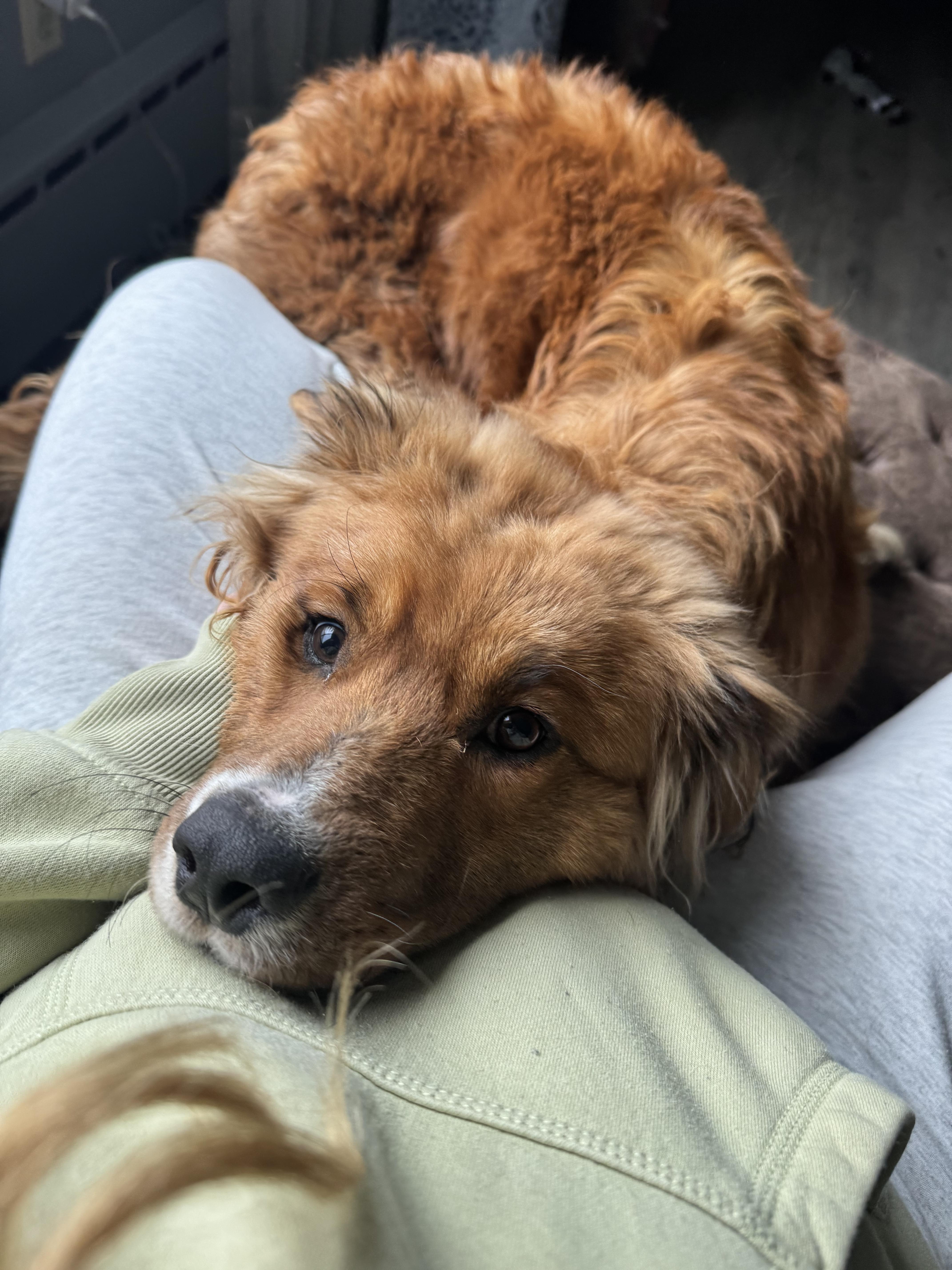 Auggie, an adopted mixed breed in China Township, MI image 6/6