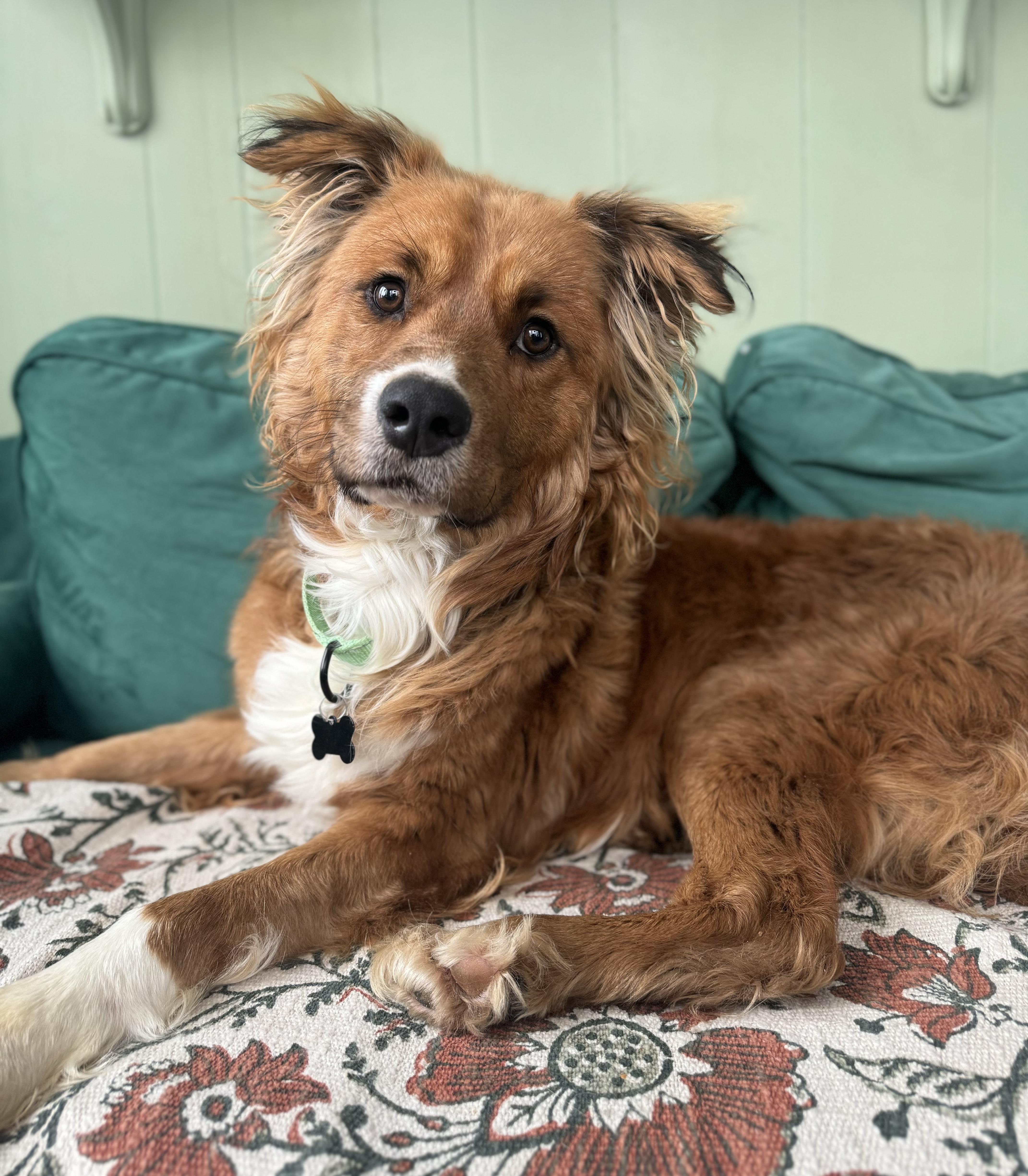 Enlarge Auggie, an adopted mixed breed in China Township, MI image 1/6