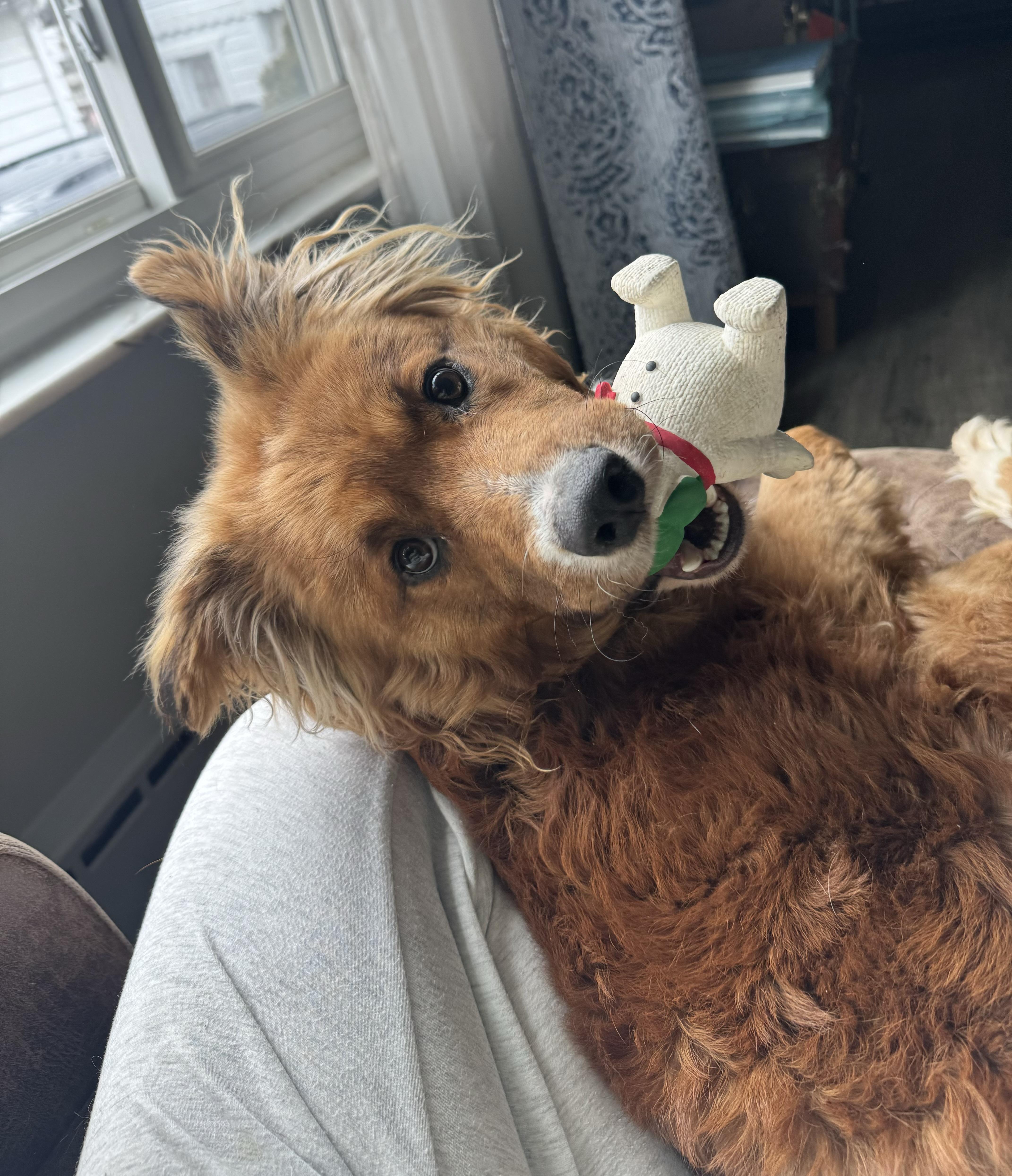 Auggie, an adopted mixed breed in China Township, MI image 1/6