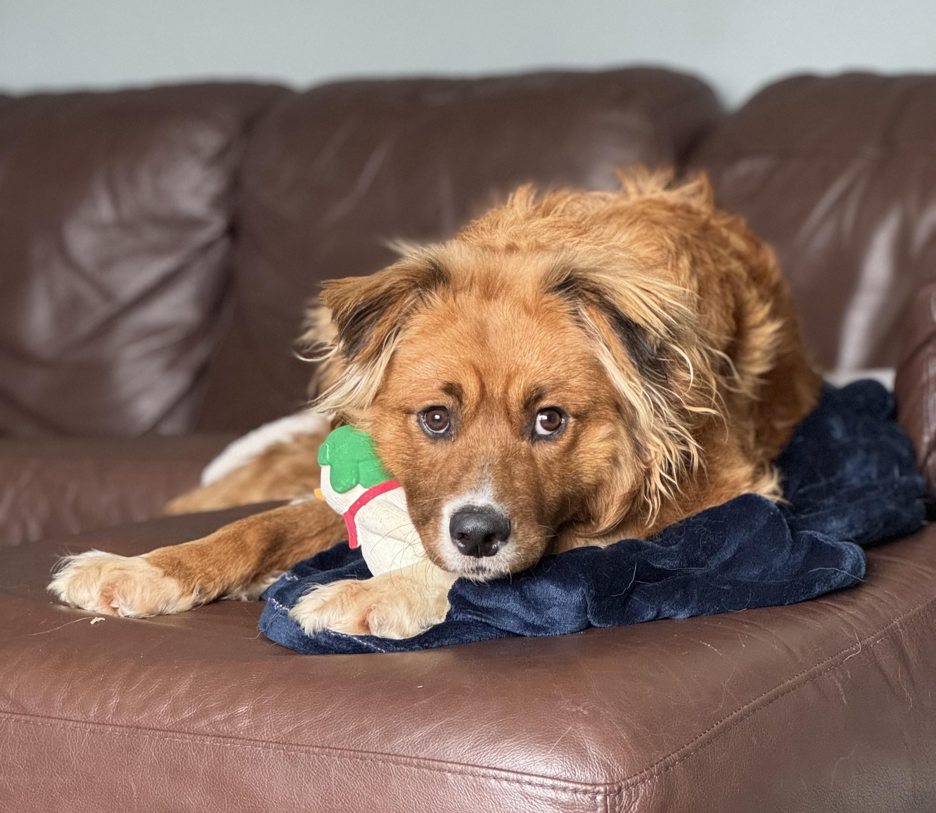 Auggie, an adopted mixed breed in China Township, MI image 5/6