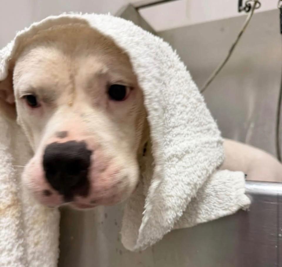 Enlarge Katrina, a Adoptable Pit Bull Terrier in Charlotte, MI image 1/5