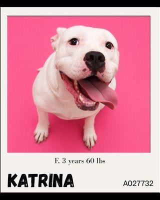 Enlarge Katrina, a Adoptable Pit Bull Terrier in Charlotte, MI image 2/5