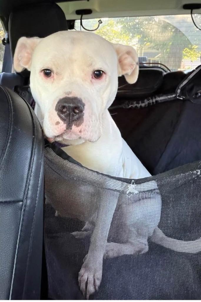 Enlarge Katrina, a Adoptable Pit Bull Terrier in Charlotte, MI image 3/5