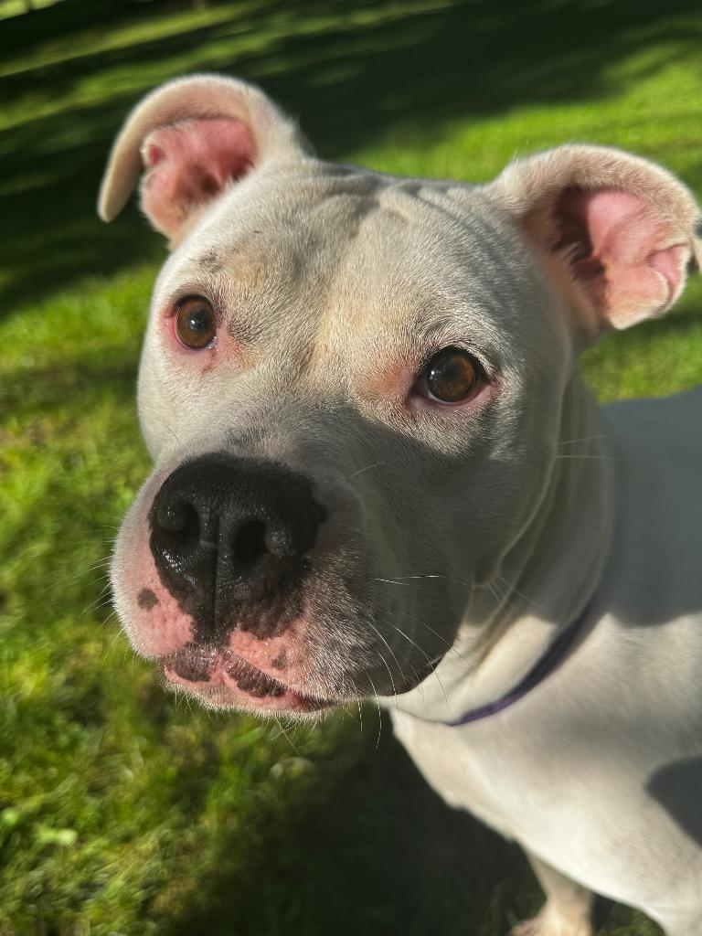 Enlarge Katrina, a Adoptable Pit Bull Terrier in Charlotte, MI image 4/5