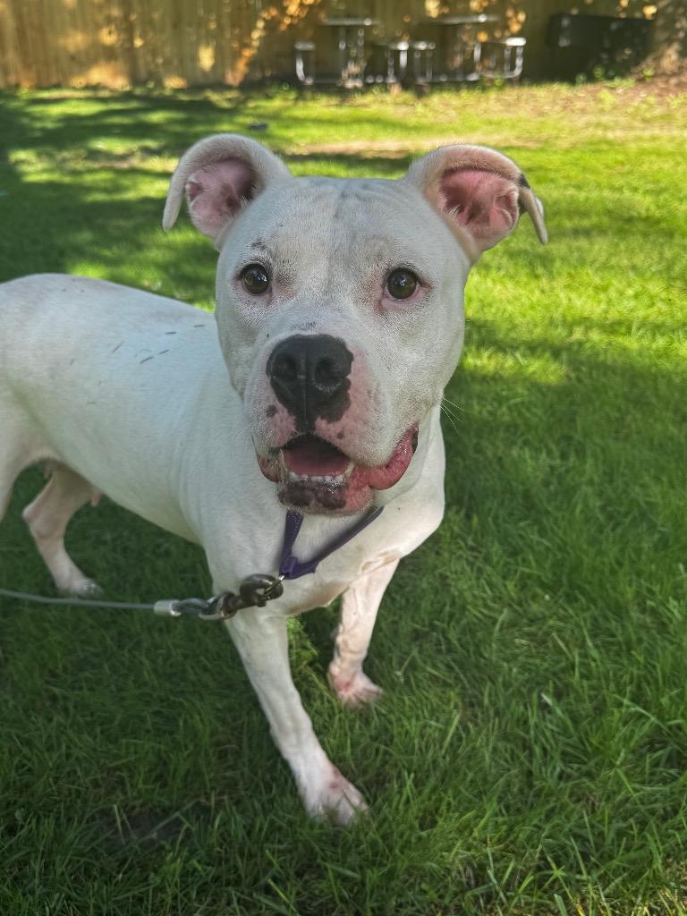 Enlarge Katrina, a Adoptable Pit Bull Terrier in Charlotte, MI image 5/5