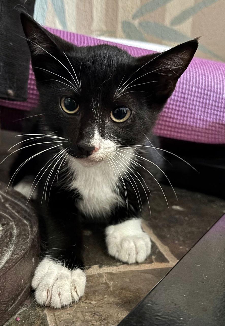 Pimento, a Adoptable mixed breed in Alvin, TX image 1/3