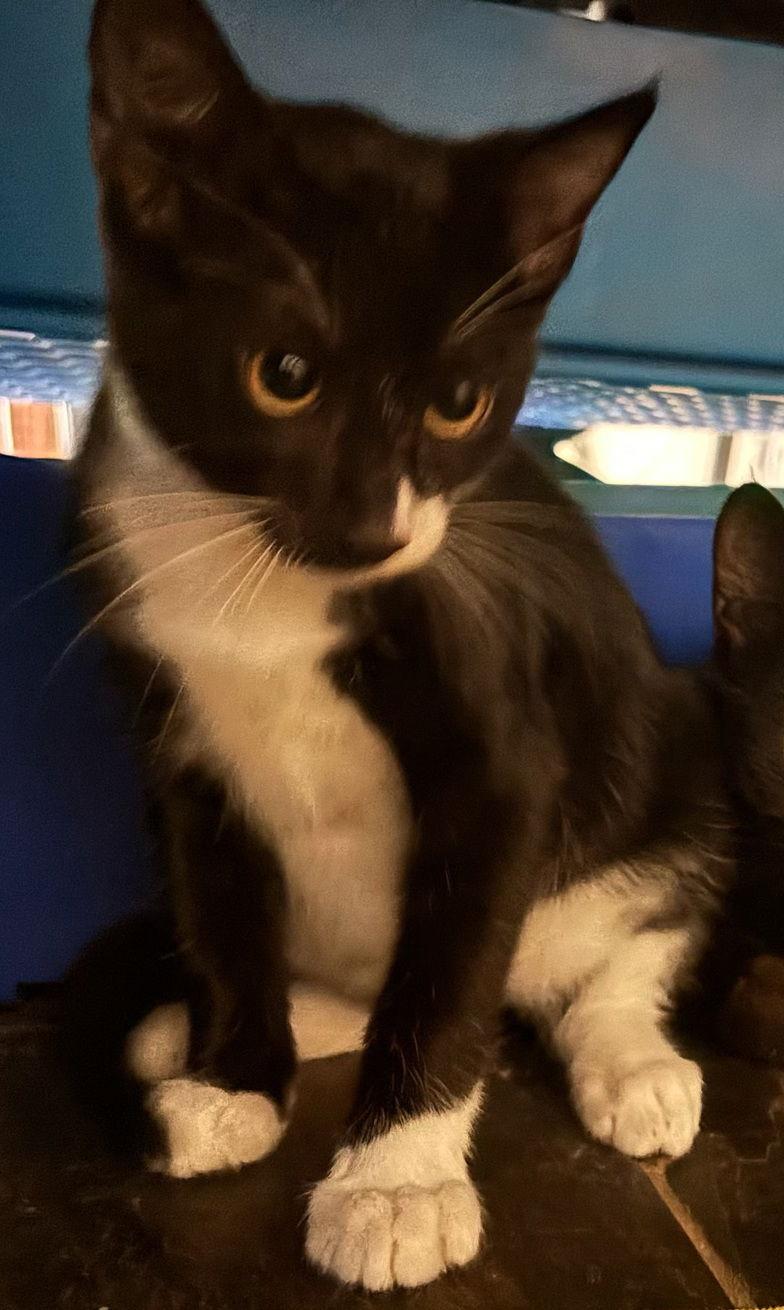 Pimento, a Adoptable mixed breed in Alvin, TX image 2/3