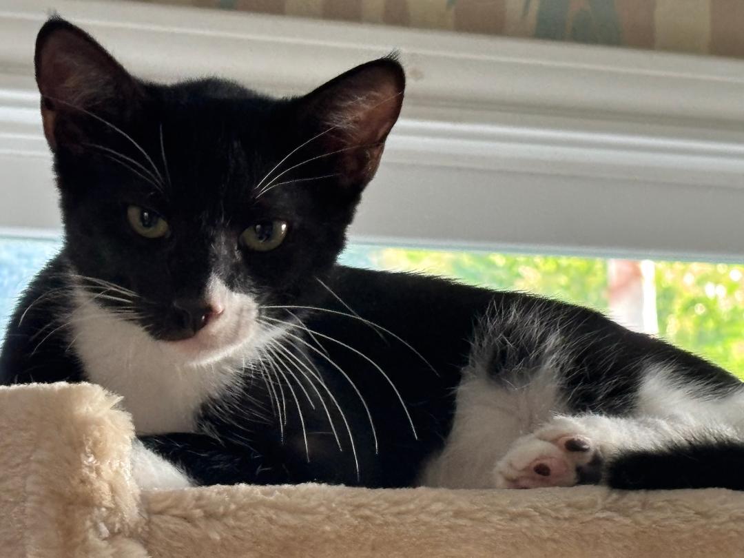 Pimento, a Adoptable mixed breed in Alvin, TX image 3/3