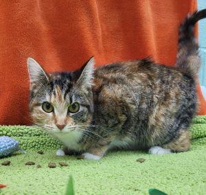 Enlarge Gertie, a ADOPTABLE Domestic Short Hair in Bucyrus, OH image 3/4