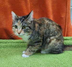 Gertie, ADOPTABLE, Adult Female Domestic Short Hair.