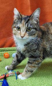 Enlarge Gertie, a ADOPTABLE Domestic Short Hair in Bucyrus, OH image 2/4