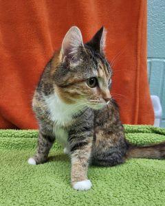 Enlarge Gertie, a ADOPTABLE Domestic Short Hair in Bucyrus, OH image 4/4
