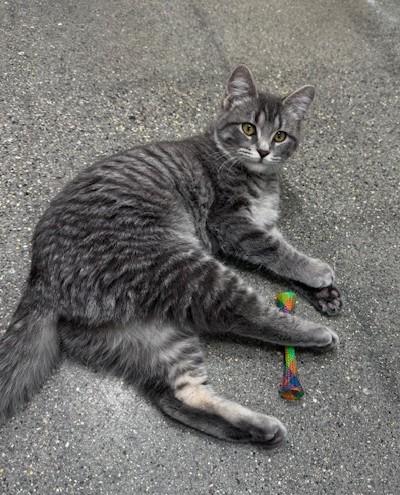 Blossom, Bubbles and Buttercup, a Adoptable Domestic Short Hair in Hutchinson, MN image 1/6