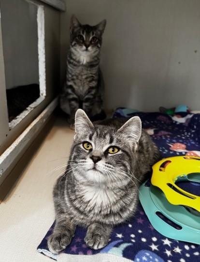 Blossom, Bubbles and Buttercup, a Adoptable Domestic Short Hair in Hutchinson, MN image 4/6