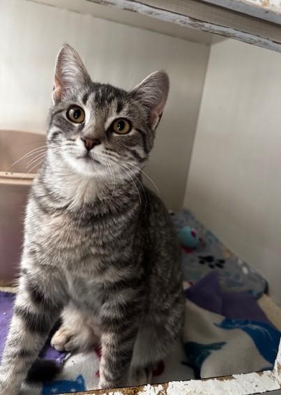 Blossom, Bubbles and Buttercup, a Adoptable Domestic Short Hair in Hutchinson, MN image 3/6