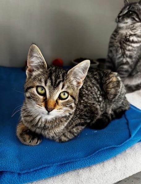Blossom, Bubbles and Buttercup, a Adoptable Domestic Short Hair in Hutchinson, MN image 5/6